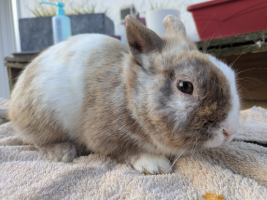 Adopter  lapin : Lucky
