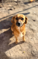 Adopter  chien : Tilia