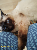 Adopter  chat : Simba