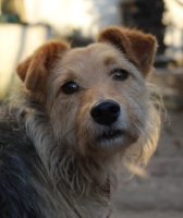 Adopter  chien : Rolo