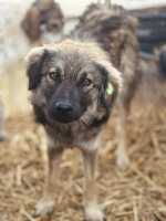 Adopter  chien : Rouxel