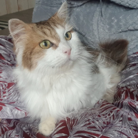 Adopter  chat : Mario – ?