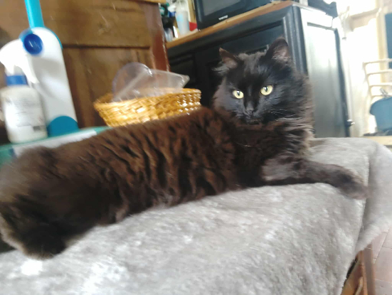 Adoption Zouby 2 ans