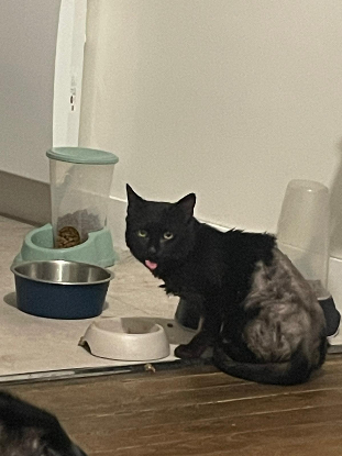 Adopter Bentley – le petit guerrier au cœur tendre ?️