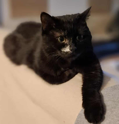 Adopter Luna 6 ans – la fidèle au petit nez blanc ?