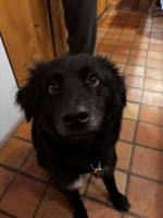 Adopter  chien : Delia