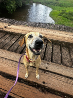 Adopter  chien : Astana