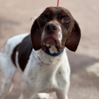 Adopter  chien : Salesiano