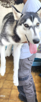 Adopter  chien : Huska