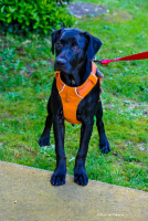 Adopter  chien : Joyeuse