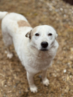 Adopter  chien : Céleste