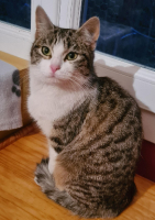 Adopter  chat : Biskit