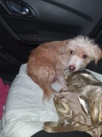 Adopter  chien : Burger