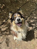 Adopter  chien : Pablo