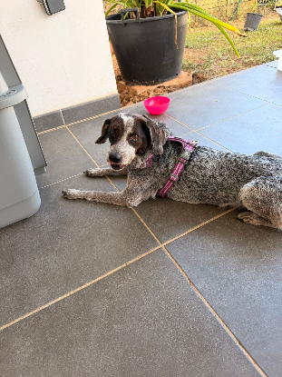 Adoption Moly