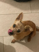 Adopter  chien : Patatoes