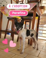 Adopter  chien : Parrafine