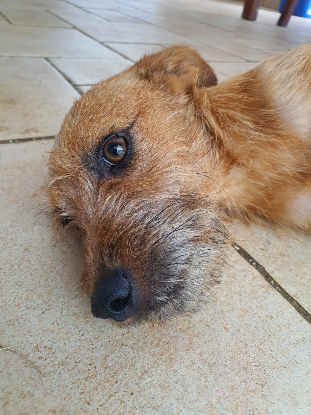 Adoption Tristouille