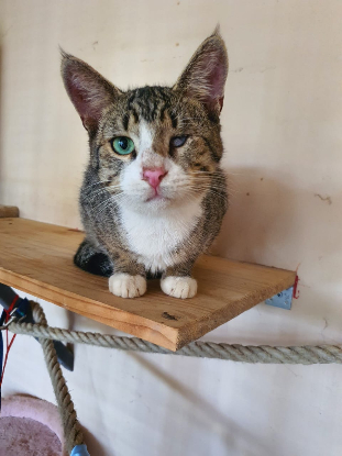 Adopter Oeil de lynx