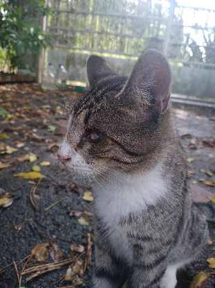 Adopter Oeil de lynx