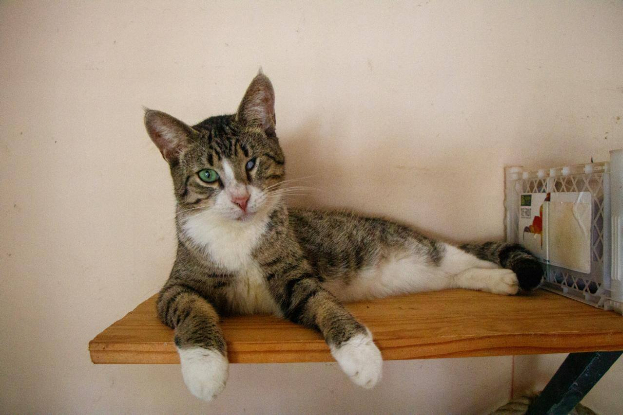 Adopter Oeil de lynx