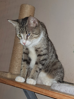 Adoption Oeil de lynx