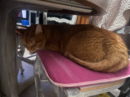 Adopter  chat : Tosca