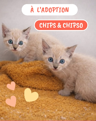 Adopter Chips et chipso