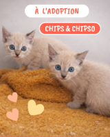 Adopter  chat : Chips et chipso