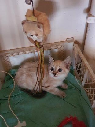 Adopter Chips et chipso