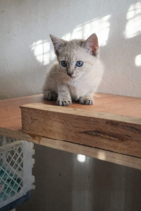 Adopter Chips et chipso