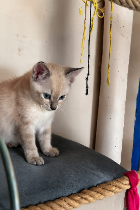 Adoption Chips et chipso