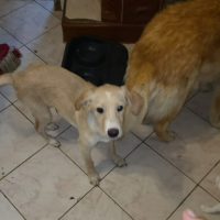 Adopter  chien : Karl