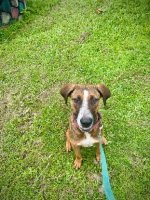 Adopter  chien : Isa