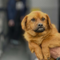 Adopter  chien : Cenu