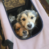 Adopter  chien : Charlie