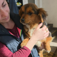 Adopter  chien : Paco