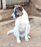 Adopter  chien : Dany