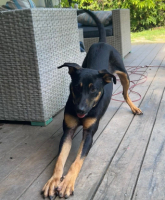 Adopter  chien : Atos