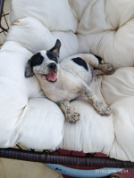 Adopter  chien : Ayana