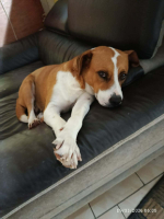 Adopter  chien : Azra