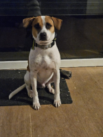 Adopter  chien : Elliot