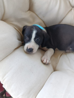 Adopter  chien : Fizz