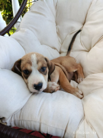 Adopter  chien : Kinay