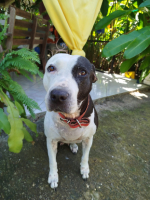 Adopter  chien : Metisse