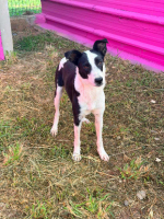 Adopter  chien : Panda