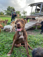 Adopter  chien : Gao