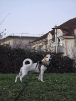 Adopter  chien : Tiko