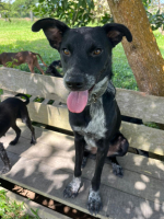 Adopter  chien : Puyo