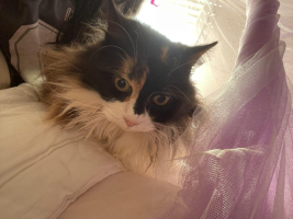 Adopter  chat : Peluche